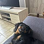 dog, black_and_tan, couch, living_room, tile_floor, television, cabinet, smiling, pet, indoor, furniture, relaxing, canine, fur, expression, cozy, home, animal, portrait, resting