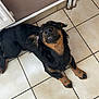 dog, black_dog, tan_dog, lying, floor, tile_floor, looking_up, teeth, pet, indoor, wall, pipe, brown_wall, canine, animal, cute, paw, snout, fur, domestic
