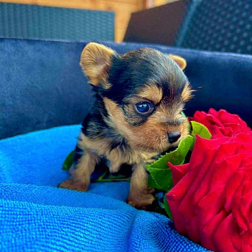 Milo participe au concours pour gagner de l'argent avec cette photo : adorable, animal, blue_blanket, closeup, cozy, curious, cute, dog, flower, fur, outdoor, pet, puppy, red_rose, small, sniffing, soft, texture, wooden_wall, young