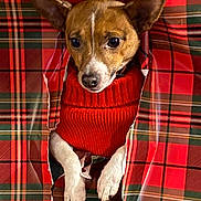 Sadie Rae is registered to the contest to win money with this photo: dog, red_sweater, plaid, wrapping_paper, pet, cute, animal, ears, white_paws, brown_fur, indoor, holiday, gift, torn_paper, portrait, small_dog, looking, closeup, sitting, festive