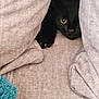 Zola participe au concours pour gagner de l'argent avec cette photo : animal, black_cat, cat, claw, closeup, comfort, cozy, cushion, cute, fabric, fur, hidden, hiding, indoor, peeking, pet, relaxation, resting, soft_texture, yellow_eye