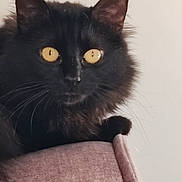 Zola a rejoint le concours — aidez-le/la à gagner de superbes lots ! animal, black_cat, cat, close_up, couch, curious, domestic, ears, feline, fluffy_fur, furniture, golden_eyes, indoor, pet, pink_couch, portrait, quiet, sitting, soft_lighting, whiskers