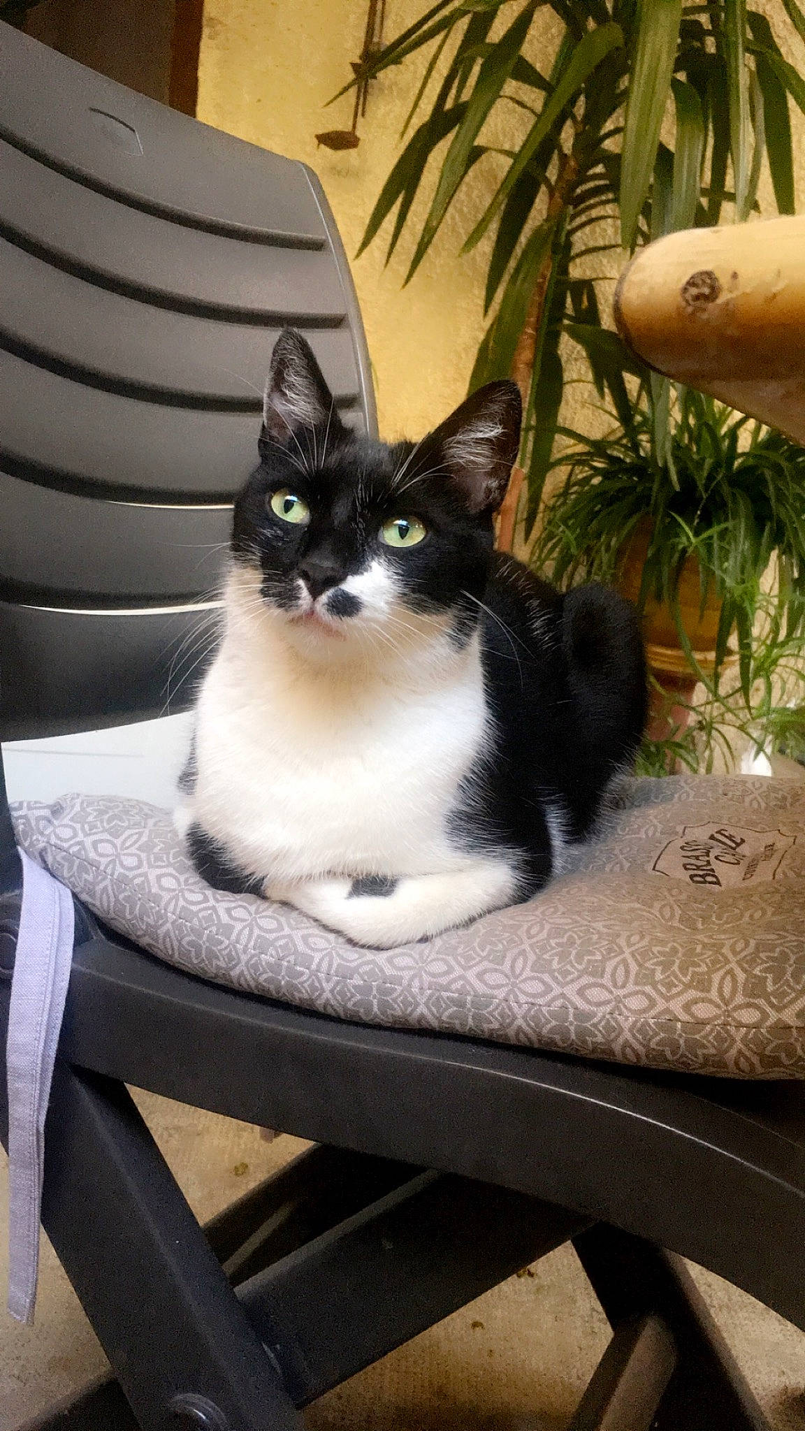 Pilou a rejoint le concours — aidez-le/la à gagner de superbes lots ! carnivore, cat, comfort, domestic_short_haired_cat, eye, felidae, flowerpot, fur, grass, houseplant, outdoor_furniture, plant, sitting, small_to_medium_sized_cats, snout, table, tail, tree, whiskers, window