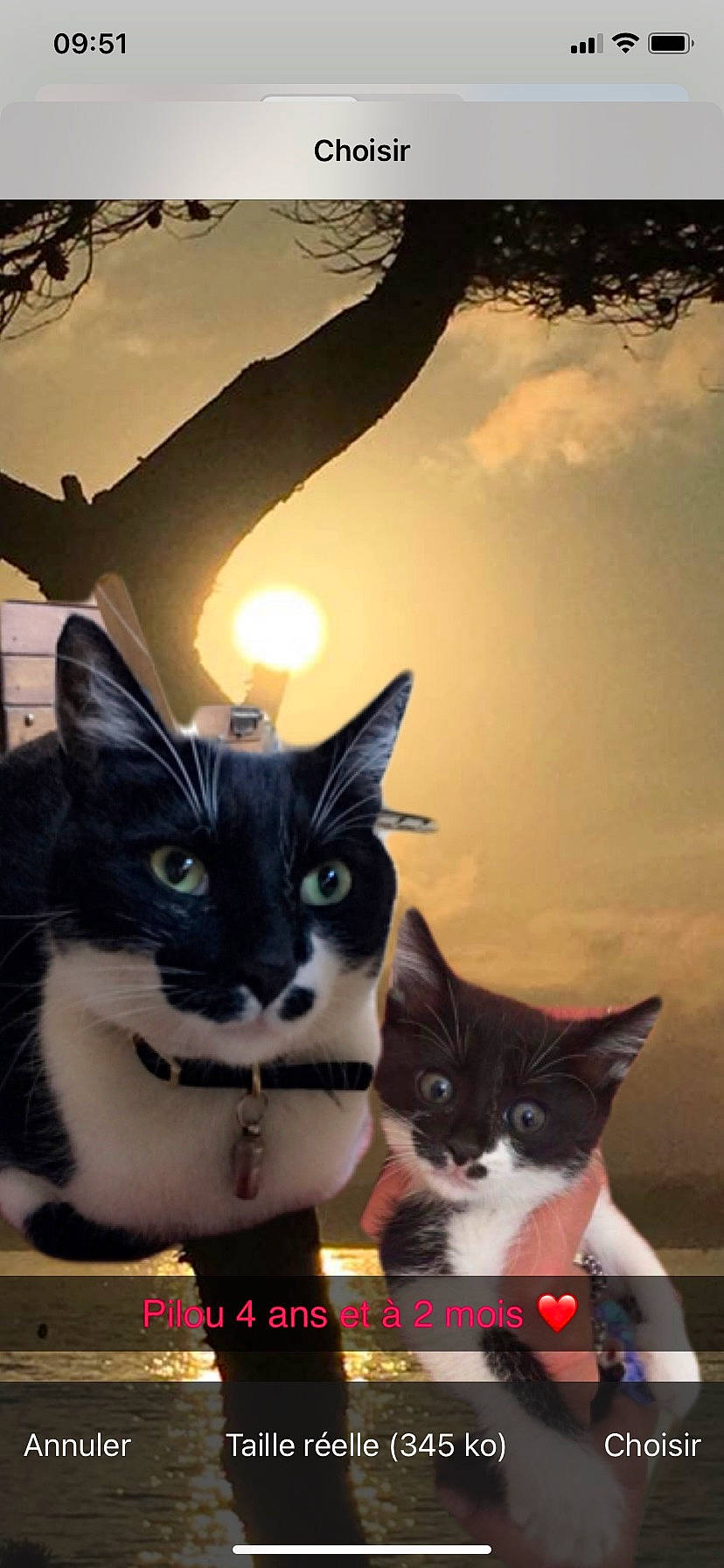 Pilou a rejoint le concours — aidez-le/la à gagner de superbes lots ! carnivore, cat, cloud, domestic_short_haired_cat, felidae, fur, paw, photo_caption, sky, small_to_medium_sized_cats, tail, tree, twig, whiskers