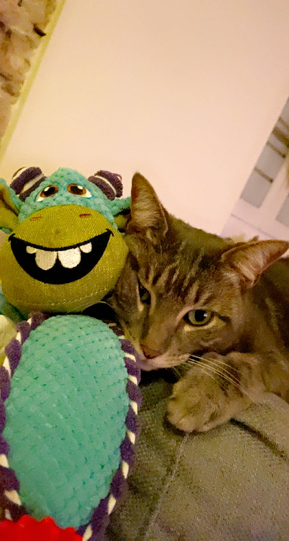 Grigri participe au concours pour gagner de l'argent avec cette photo : amphibian, baby_toys, carnivore, cat, domestic_short_haired_cat, fashion_accessory, felidae, fur, happy, linens, paw, plush, puppet, room, small_to_medium_sized_cats, smile, stuffed_toy, tail, toy, whiskers