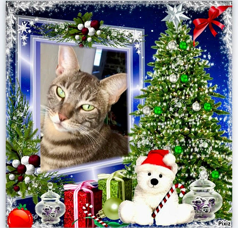 Grigri participe au concours pour gagner de l'argent avec cette photo : carnivore, cat, christmas, christmas_decoration, christmas_eve, christmas_ornament, christmas_tree, conifer, event, evergreen, felidae, holiday, holiday_ornament, nature, ornament, picture_frame, rectangle, small_to_medium_sized_cats, snowman, whiskers