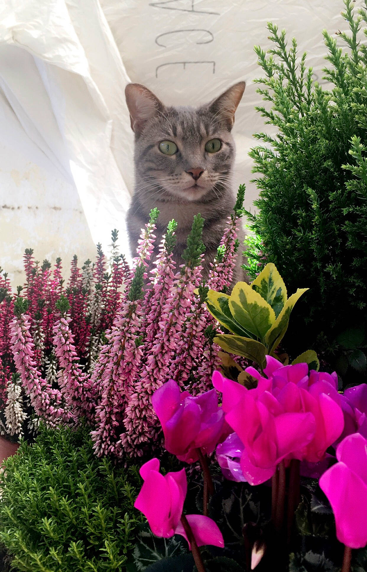 Grigri participe au concours pour gagner de l'argent avec cette photo : annual_plant, carnivore, cat, felidae, flower, flowering_plant, garden, grass, groundcover, herb, herbaceous_plant, magenta, petal, pink, plant, purple, shrub, small_to_medium_sized_cats, terrestrial_plant, whiskers