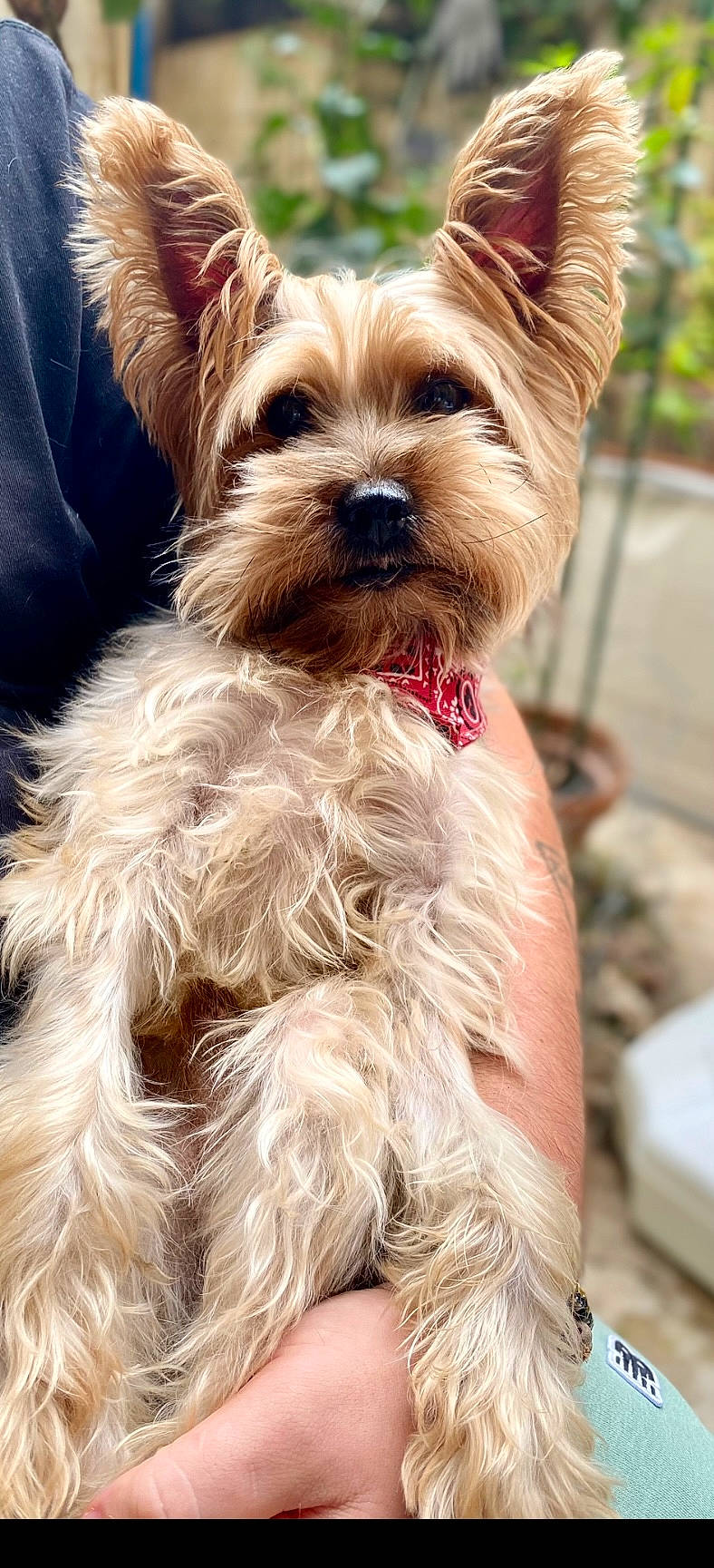 Nounours participe au concours pour gagner de l'argent avec cette photo : accessories, affenpinscher, animal, canine, cockerspaniel, dog, face, grass, head, leash, person, pet, photography, plant, poodle, portrait, puppy, strap, terrier, whitedog