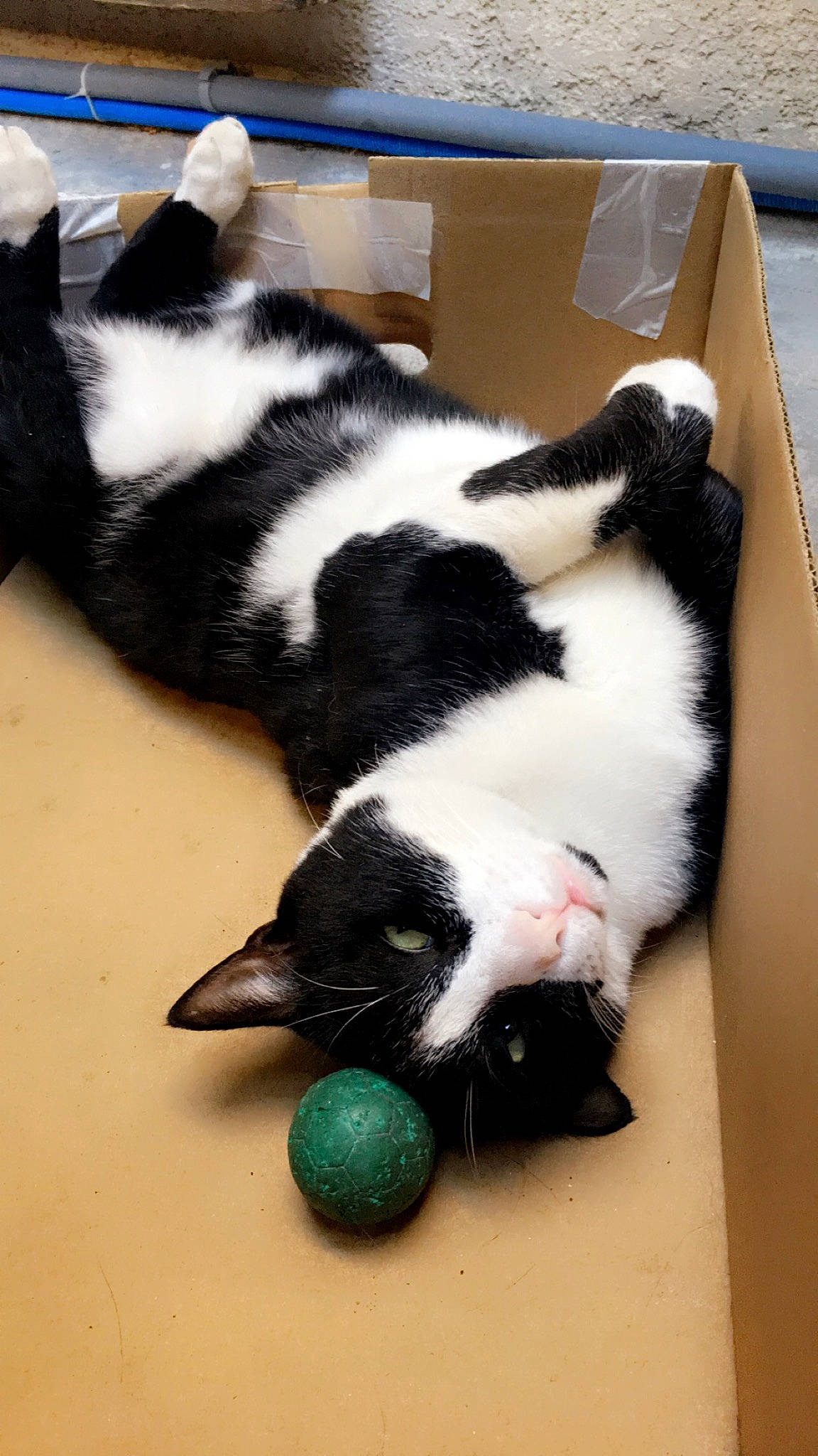 Bubu a rejoint le concours — aidez-le/la à gagner de superbes lots ! canidae, carmine, carnivore, cat, cat_supply, claw, comfort, dog_breed, domestic_short_haired_cat, felidae, fur, nap, paw, shipping_box, small_to_medium_sized_cats, snout, tail, terrestrial_animal, whiskers