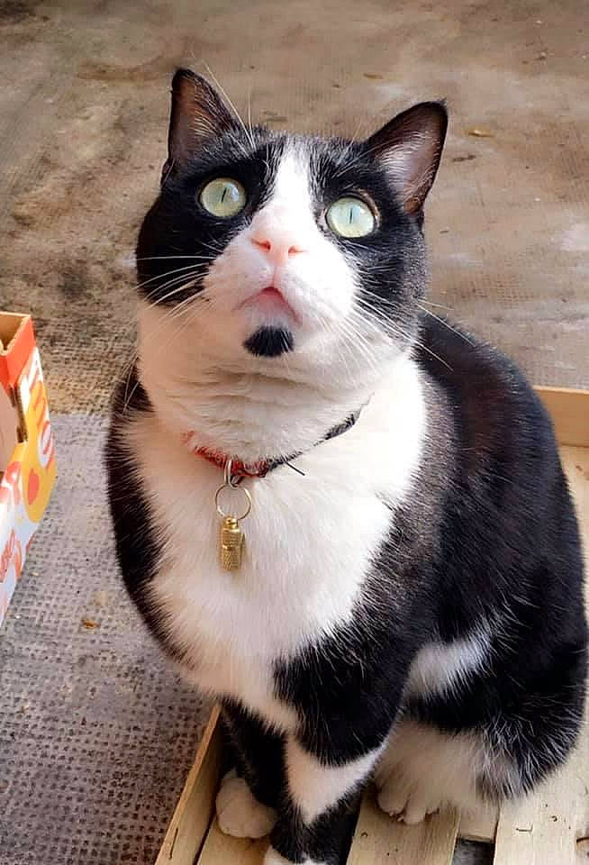 Bubu participe au concours pour gagner de l'argent avec cette photo : box, carnivore, cat, collar, domestic_short_haired_cat, eye, felidae, foot, fur, paw, sitting, small_to_medium_sized_cats, snout, tail, terrestrial_animal, whiskers