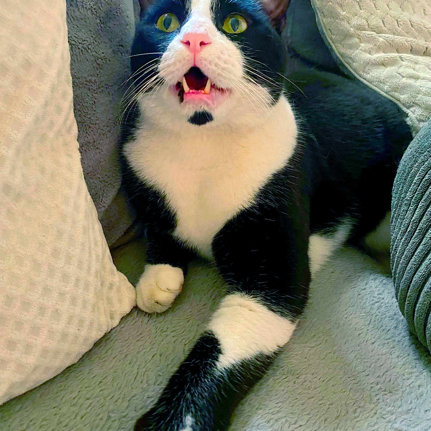 Bubu