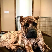 King Pringle is registered to the contest to win money with this photo: animal, brindle, canine, closeup, crate, dog, door, ears, floor, fur, furniture, head, indoor, lounge, muzzle, paw, pet, relaxed, resting, snout