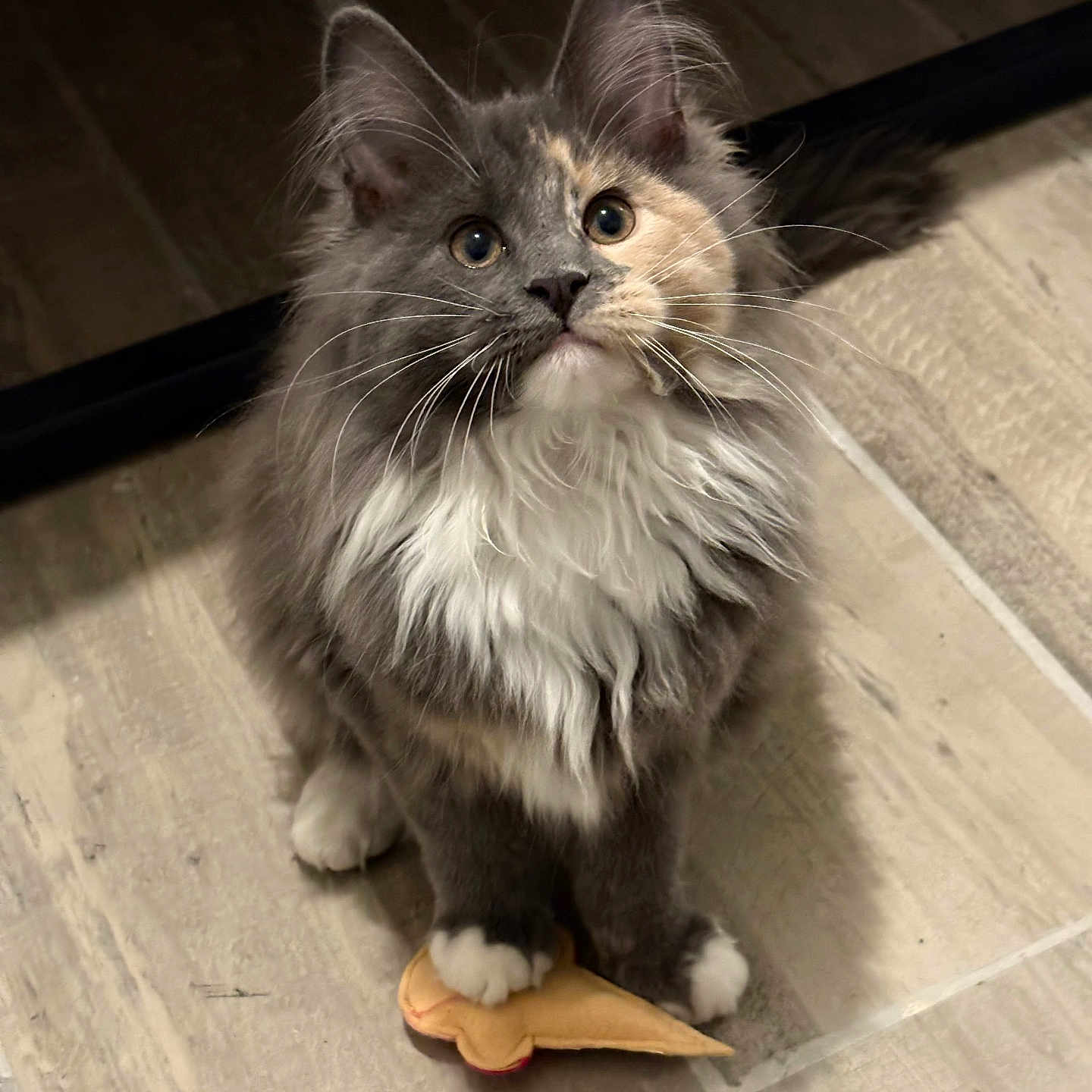 Yuna participe au concours pour gagner de l'argent avec cette photo : adorable, animal, cat, curious, cute, domestic_cat, feline, floor, fluffy, indoor, kitten, looking_up, paws, pet, playful, soft_toy, toy, two_tone, whiskers, young