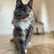 Yuna participe au concours pour gagner de l'argent avec cette photo : cat, long_hair, walking, floor, indoor, pet, feline, whiskers, fur, close_up, animal, domestic, mammal, paws, portrait, focused, background_blur, cute, household, confident