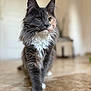 cat, long_hair, walking, floor, indoor, pet, feline, whiskers, fur, close_up, animal, domestic, mammal, paws, portrait, focused, background_blur, cute, household, confident