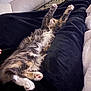 Yuna a rejoint le concours — aidez-le/la à gagner de superbes lots ! cat, fluffy, black_blanket, couch, relaxed, paws, stretching, sleeping, indoor, cozy, furniture, pet, animal, fur, whiskers, tabby, pink_paws, resting, home, comfortable