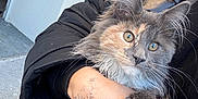 Yuna a rejoint le concours — aidez-le/la à gagner de superbes lots ! cat, fluffy_cat, pet, hand, puffer_jacket, tattoo, green_eyes, animal, indoor, leopard_print, paw, person, holding, fur, cute, portrait, close_up, clothing, warm, relaxed