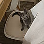 cat, gray_cat, chair, indoor, wooden_floor, curious, pet, feline, looking_up, white_chair, curtain, home, domestic_animal, flooring, furniture, animal, cute, kitten, ears, eyes