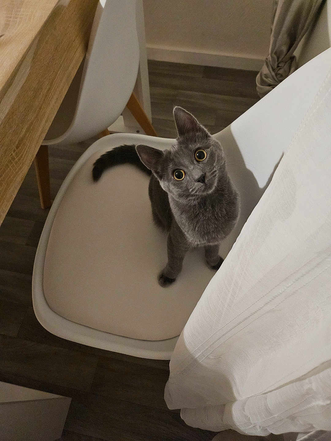 Bijou