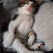 Rambo participe au concours pour gagner de l'argent avec cette photo : kitten, cat, sleeping, nap, fur, paws, cute, pet, animal, resting, cozy, closeup, whiskers, soft, adorable, young, domestic_cat, relaxing, feline, indoor