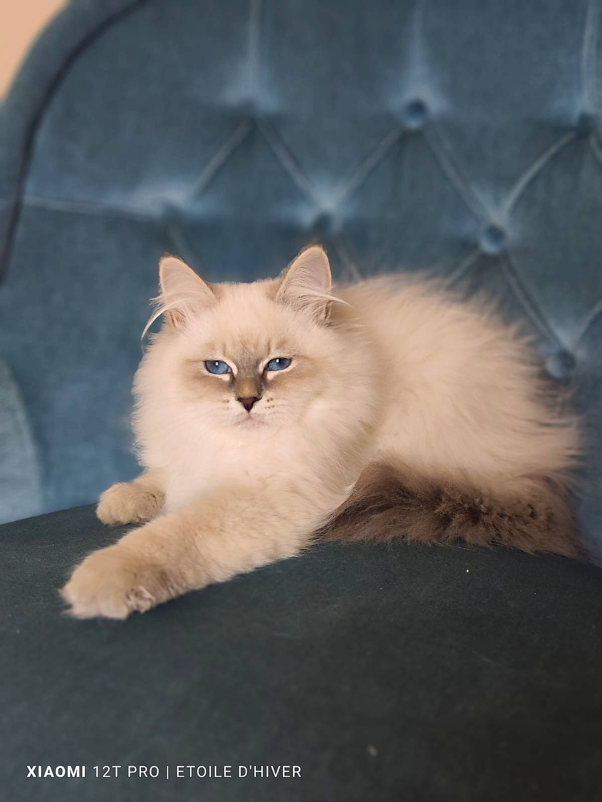 Ura a rejoint le concours — aidez-le/la à gagner de superbes lots ! british_longhair, carnivore, cat, claw, comfort, fawn, felidae, fur, paw, ragdoll, small_to_medium_sized_cats, snout, tail, terrestrial_animal, whiskers