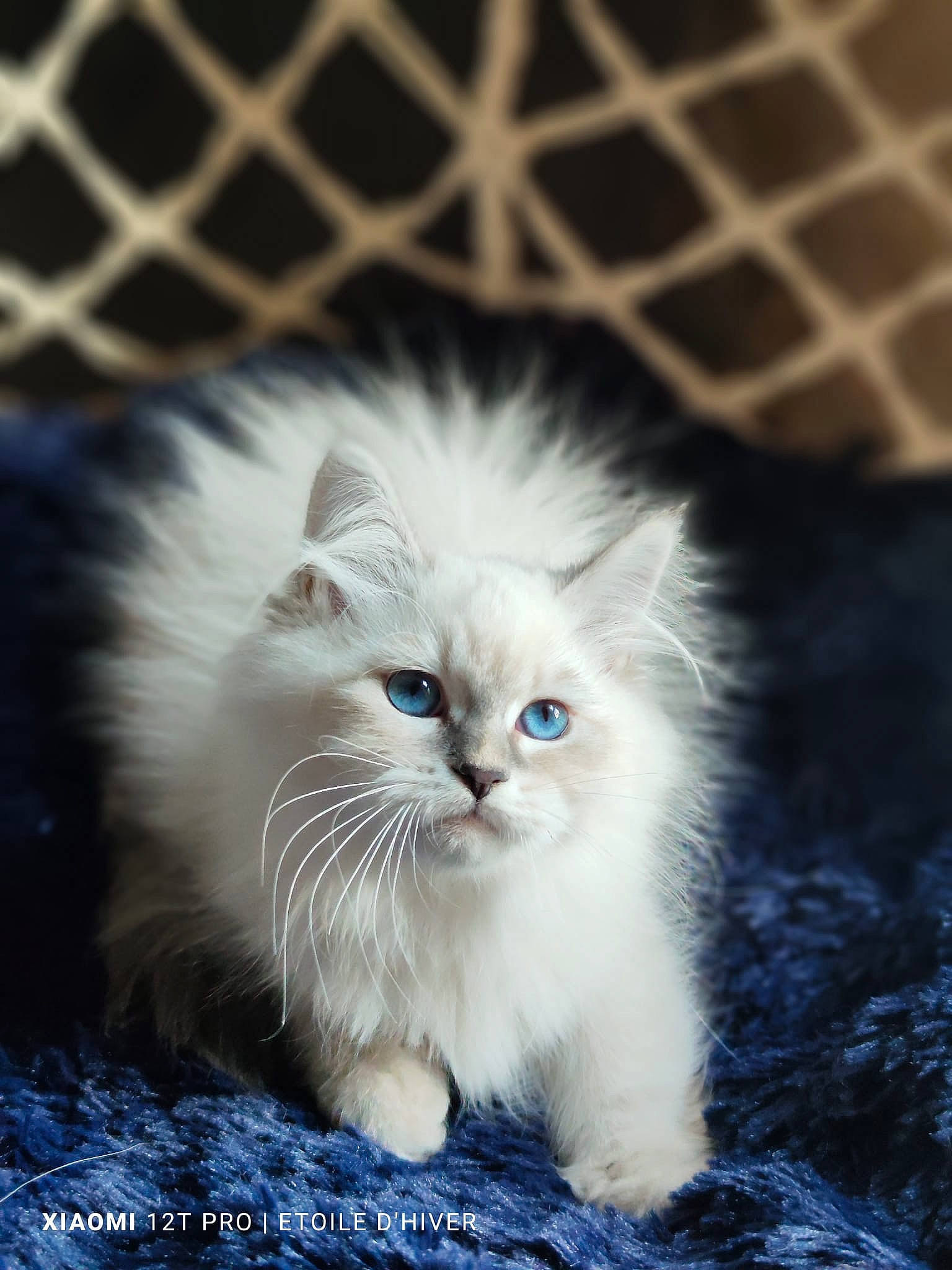 Ura participe au concours pour gagner de l'argent avec cette photo : british_longhair, carnivore, cat, electric_blue, eye, fashion_accessory, felidae, fur, mesh, paw, ragdoll, small_to_medium_sized_cats, snout, terrestrial_animal, whiskers