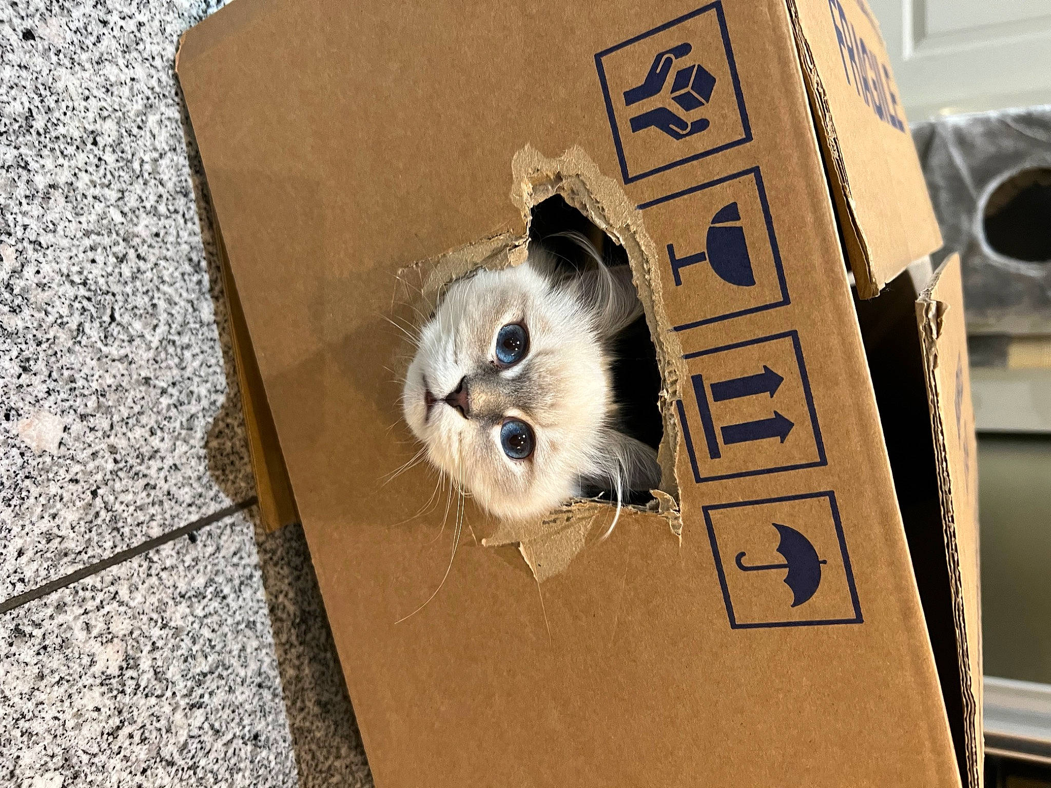 Ura participe au concours pour gagner de l'argent avec cette photo : art, box, cardboard, carnivore, carton, cat, comfort_food, concrete, domestic_short_haired_cat, felidae, font, horse, packaging_and_labeling, packing_materials, paper, paper_product, small_to_medium_sized_cats, visual_arts, whiskers, wood