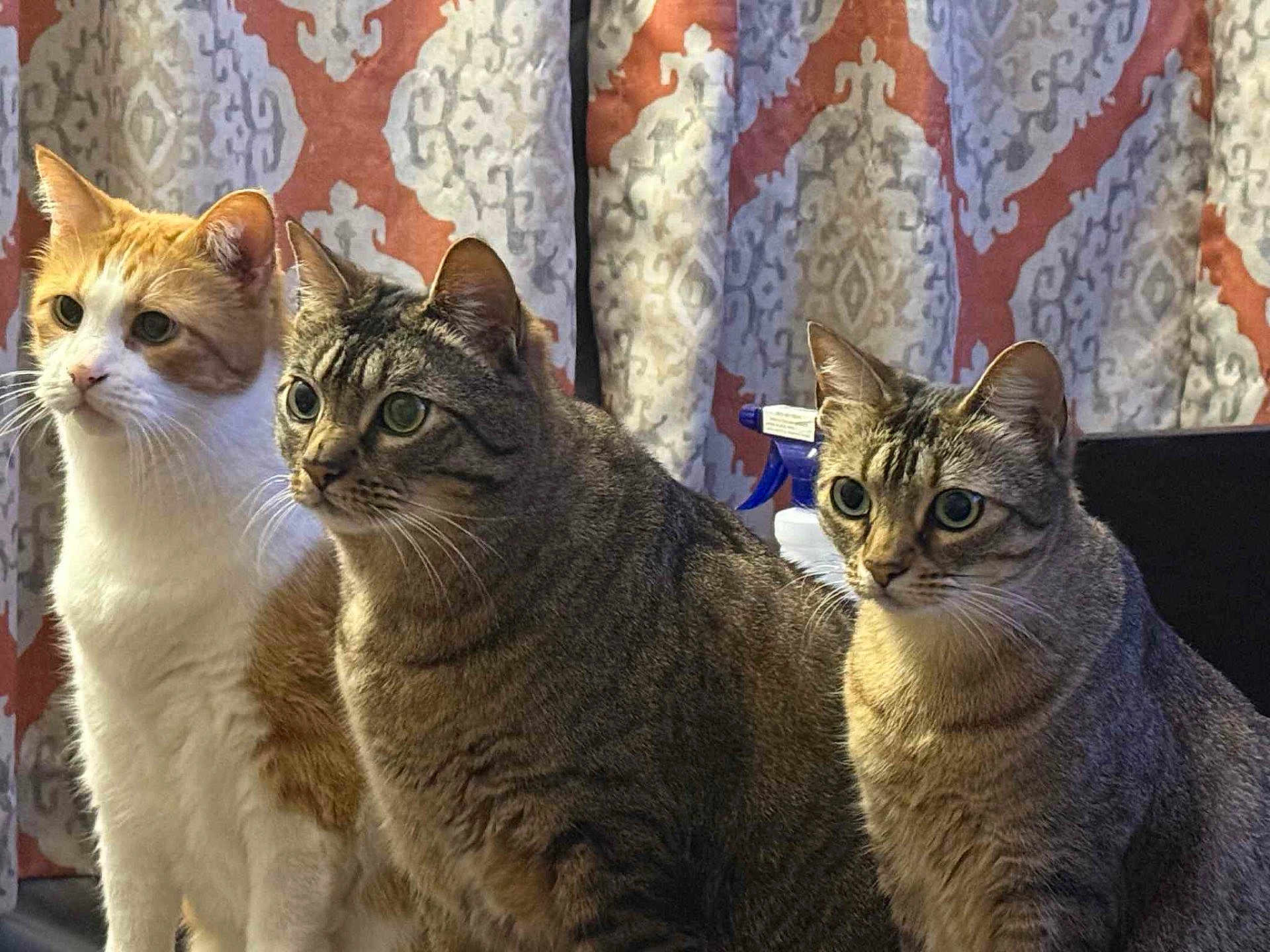 Puff is registered to the contest to win money with this photo: alert, animal, cat, close_up, companions, curious, curtains, domestic_cat, eyes, feline, fur, household, indoor, orange_and_white_cat, patterned_curtain, pets, sitting, tabby_cat, three_cats, whiskers