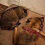 animal, brown, cat, closeup, collar, companions, cozy, cushion, dog, floor, friendship, furry, indoor, nap, pet, resting, scratched_wall, sleeping, tabby_cat, wall