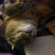 Puff joined the competition — help win amazing prizes! animal, cat, closeup, cozy, cute, domestic_cat, feline, fur, indoor, lying_down, mammal, paw, peaceful, pet, relaxed, resting, sleeping, soft, tabby, whiskers