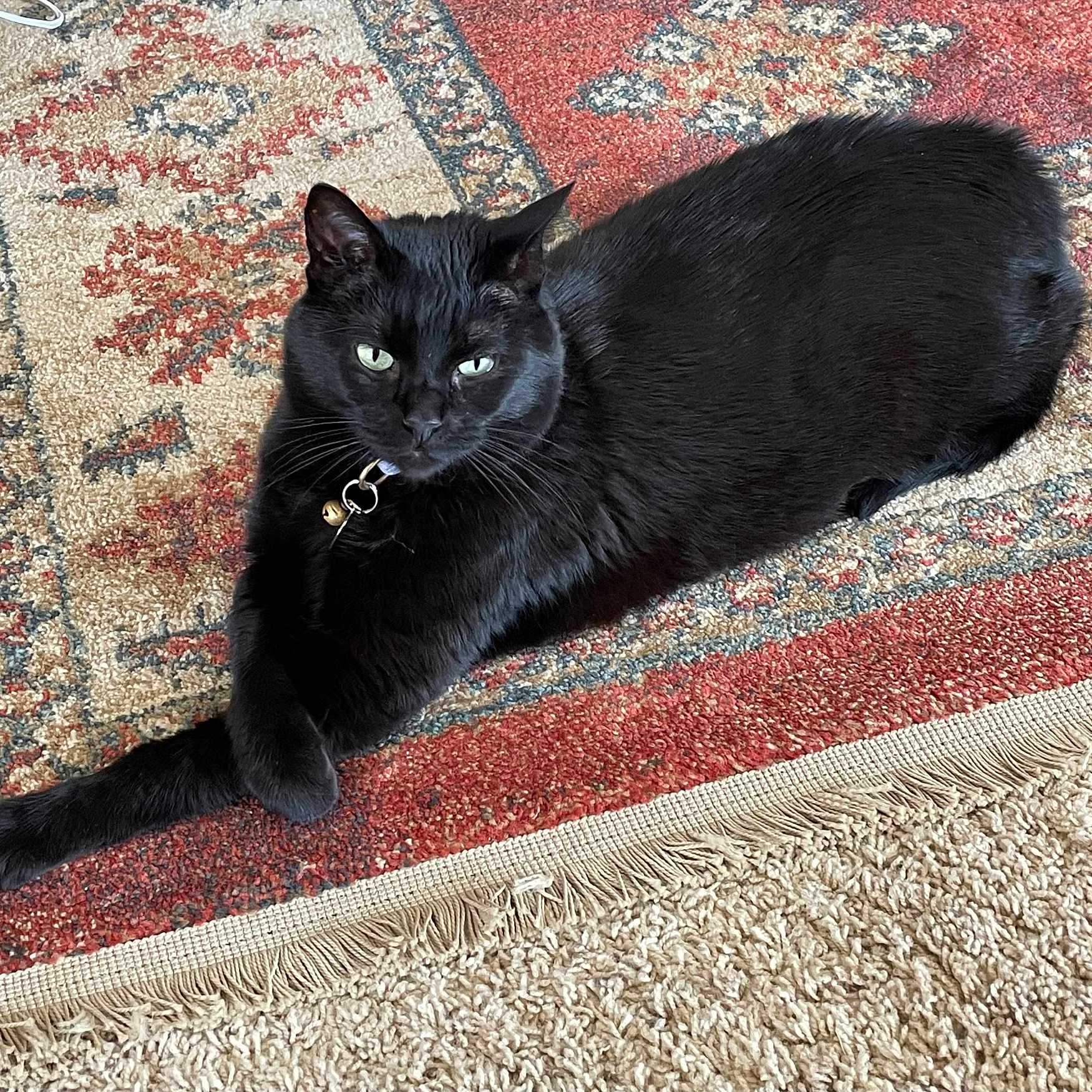 Artorias Killerqueen joined the competition — help win amazing prizes! black_cat, cat, feline, pet, animal, collar, bell, green_eyes, long_hair, fur, lying_down, lounging, indoor, rug, carpet, patterned, fringe, floor, portrait, relaxed