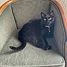 Artorias Killerqueen joined the competition — help win amazing prizes! black_cat, cat, animal, pet, feline, sitting, lounging, chair, armchair, wooden_frame, purple_collar, bell, green_eyes, whiskers, fur, indoors, furniture, portrait, home, relaxed