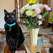 Artorias Killerqueen is registered to the contest to win money with this photo: black_cat, cat, pet, collar, bell, blue_collar, sitting, indoors, living_room, bouquet, flowers, vase, yellow_flowers, white_flowers, pink_flowers, table, glass_containers, remote_control, home_decor, portrait