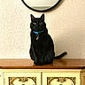 Artorias Killerqueen is registered to the contest to win money with this photo: black_cat, cat, feline, pet, collar, bell, sitting, indoors, cabinet, furniture, wood, ornate, mirror, textured_wall, portrait, centered, black_fur, green_eyes, home_decor, alert