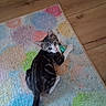 Simon is registered to the contest to win money with this photo: kitten, cat, tabby, white_fur, black_fur, pet, animal, lying_down, playful, toy, green_ball, quilt, blanket, colorful, wooden_floor, indoors, cute, whiskers, ears, tail