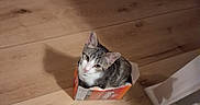 Simon is registered to the contest to win money with this photo: cat, kitten, tabby, white_fur, animal, pet, feline, sitting, cardboard_box, box, indoor, wooden_floor, curious, portrait, ears, whiskers, green_eyes, striped_fur, packaging, home