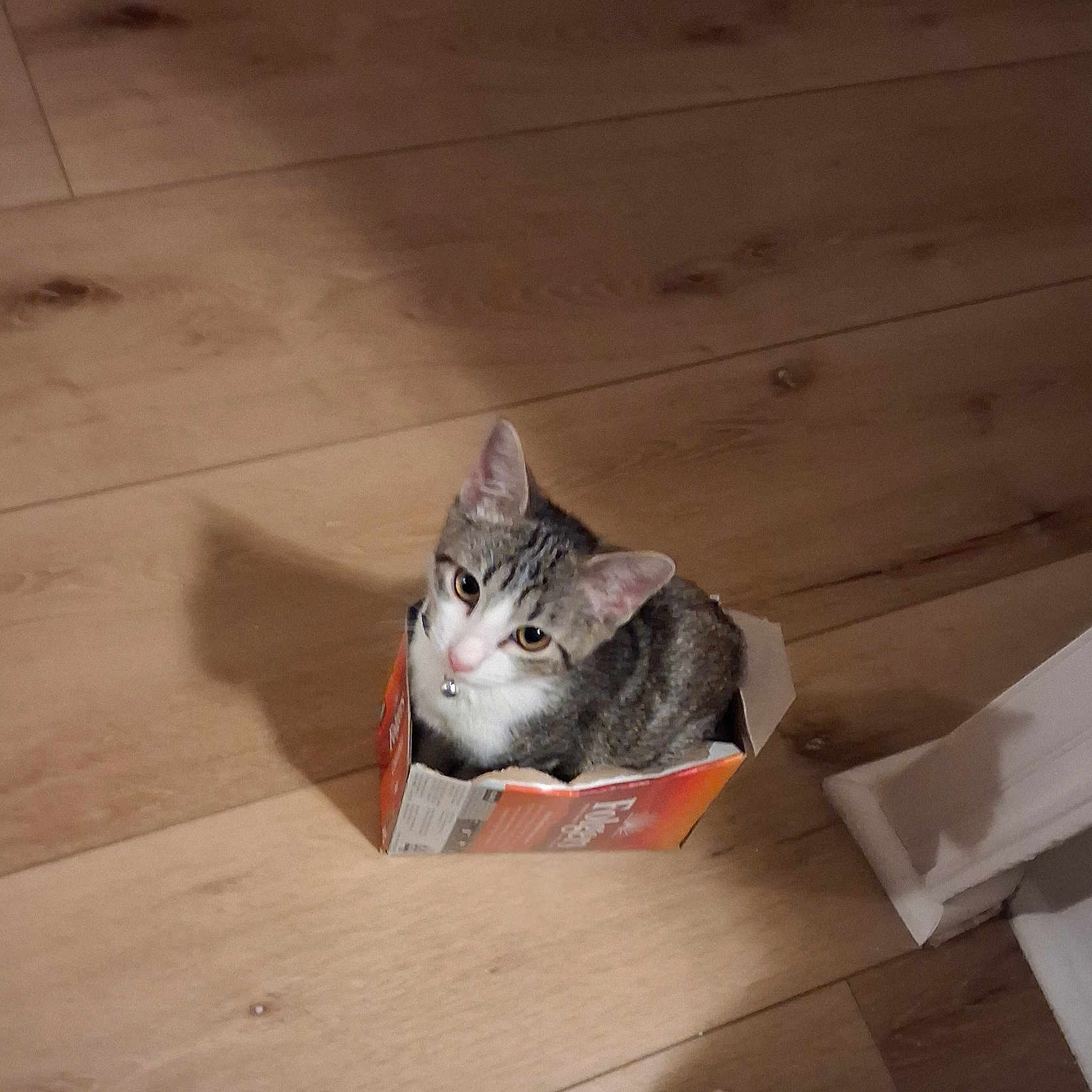 Simon