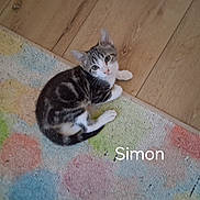 Simon is registered to the contest to win money with this photo: cat, kitten, tabby, white_fur, animal, pet, lying_down, rugs, colorful, wood_floor, indoor, home, cute, looking_at_camera, green_eyes, whiskers, striped_fur, relaxed, portrait, text_overlay