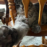 Lilly joined the competition — help win amazing prizes! cat, paw, wooden_chair, furniture, indoor, pet, curious, grey_fur, whiskers, close_up, playful, animal, household, relaxed, carpet, wood, chair_leg, cute, domestic_cat, looking