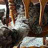 cat, paw, wooden_chair, furniture, indoor, pet, curious, grey_fur, whiskers, close_up, playful, animal, household, relaxed, carpet, wood, chair_leg, cute, domestic_cat, looking