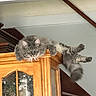 Lilly is registered to the contest to win money with this photo: cat, gray_cat, fluffy_cat, feline, pet, indoor, wooden_cabinet, furniture, relaxed, lounging, animal, domestic_animal, curious, legs_dangling, house, living_room, window_reflection, soft_fur, yellow_eyes, calm