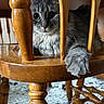 Lilly is registered to the contest to win money with this photo: cat, gray_cat, wooden_chair, paw, fur, indoor, curious, pet, furniture, spindle, playful, close_up, domestic_cat, animal, cozy, home, resting, whiskers, claws, wood_texture