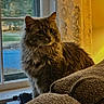 cat, fluffy, indoor, window, curious, couch, furniture, lamp, warm_light, animal, pet, cozy, portrait, fur, whiskers, domestic_cat, looking_away, home, evening, curtain