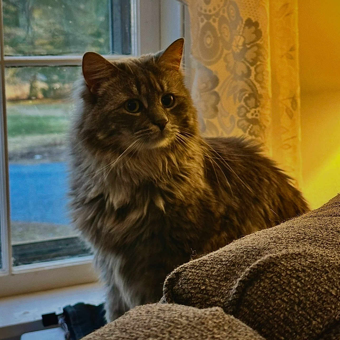 Lilly is registered to the contest to win money with this photo: cat, fluffy, indoor, window, curious, couch, furniture, lamp, warm_light, animal, pet, cozy, portrait, fur, whiskers, domestic_cat, looking_away, home, evening, curtain