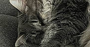 Lilly joined the competition — help win amazing prizes! cat, sleeping, fluffy, gray_cat, paw, couch, furniture, indoor, cozy, resting, pet, fur, whiskers, closeup, relaxation, animal, domestic_animal, nap, cute, soft