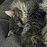 cat, sleeping, fluffy, gray_cat, paw, couch, furniture, indoor, cozy, resting, pet, fur, whiskers, closeup, relaxation, animal, domestic_animal, nap, cute, soft