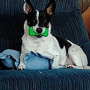Turbo is registered to the contest to win money with this photo: animal, black_and_white, blue_couch, canine, comfort, companion, couch, dog, domestic_animal, ears_up, fur, green_bone, household, indoor, pet, playful, relaxed, resting, sitting, toy