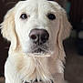 dog, golden_retriever, pet, close_up, portrait, animal, fur, collar, indoor, canine, mammal, whiskers, cute, looking_at_camera, friendly, domestic_animal, fluffy, nose, ears, expression
