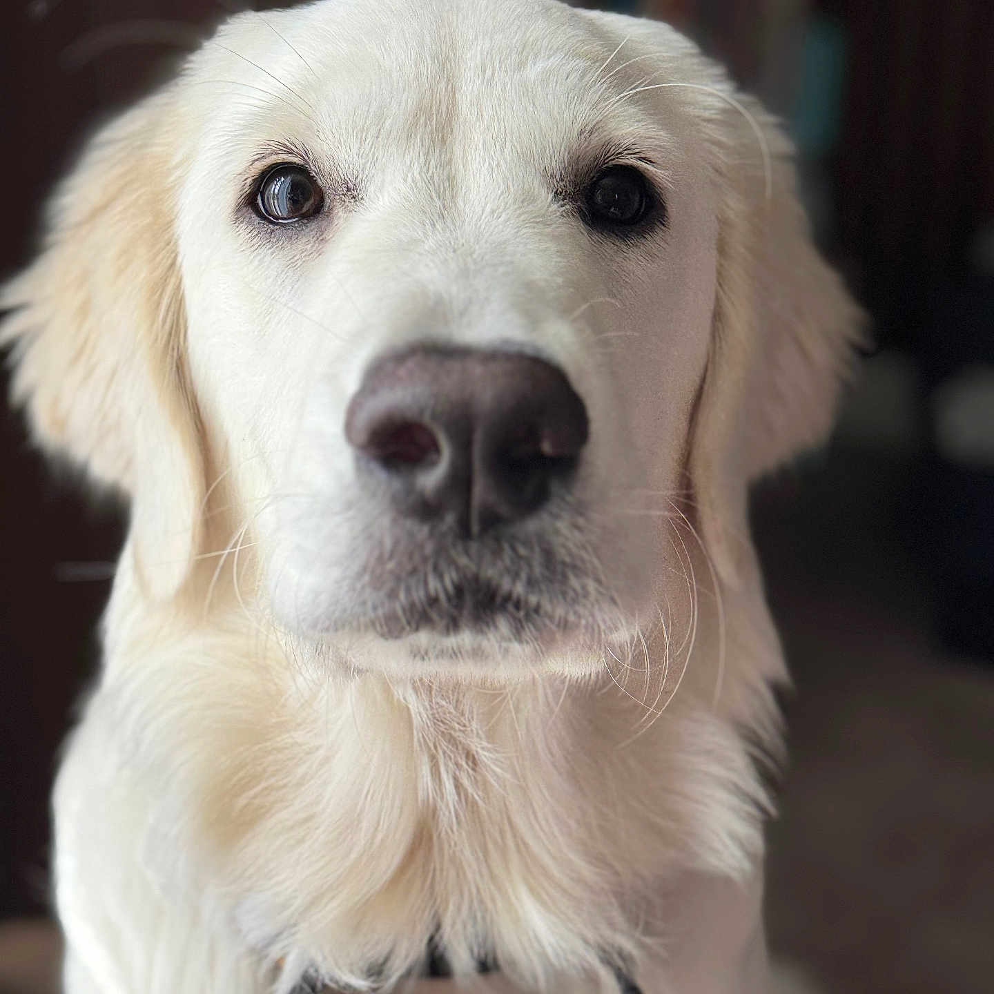 Luna Perez is registered to the contest to win money with this photo: animal, canine, close_up, collar, cute, dog, domestic_animal, ears, expression, fluffy, friendly, fur, golden_retriever, indoor, looking_at_camera, mammal, nose, pet, portrait, whiskers