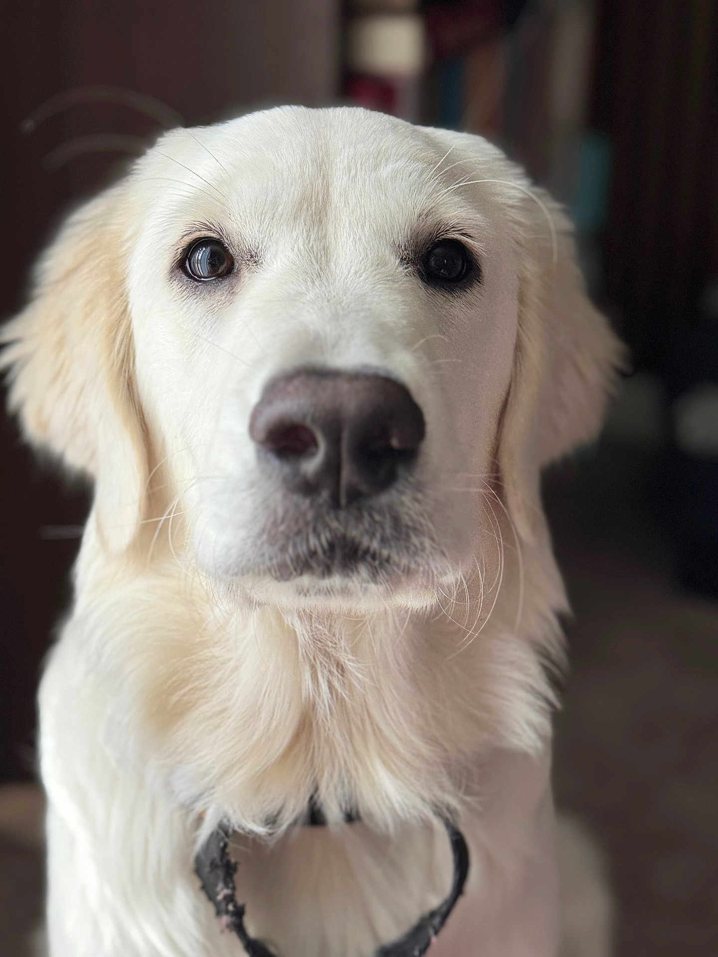 Luna Perez is registered to the contest to win money with this photo: dog, golden_retriever, pet, close_up, portrait, animal, fur, collar, indoor, canine, mammal, whiskers, cute, looking_at_camera, friendly, domestic_animal, fluffy, nose, ears, expression